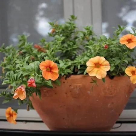 Di Campagna Vicino Al Mare *