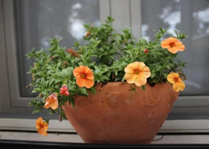 Di Campagna Vicino Al Mare *